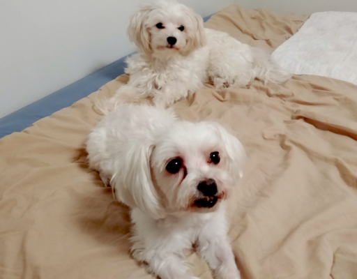 Sophie and Bella on the Bed