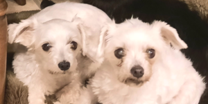 Bellenpaws.com Sophie and Bella