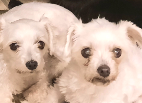 When Is A Dog Considered a Senior Dog?