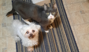 Bellenpaws.com - Sophie and Belle