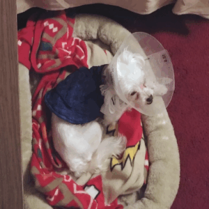 BellenPaws.com - Sophie Cone
