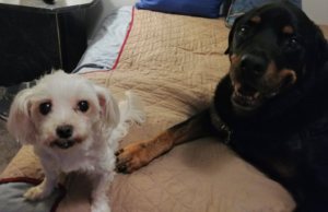 BellenPaws.com - Sophie and Diesel