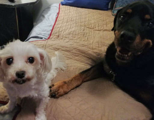 BellenPaws.com - Sophie and Diesel