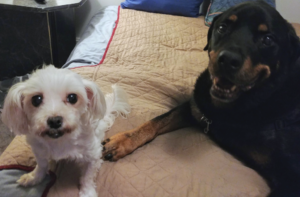 BellenPaws.com - Sophie and Diesel