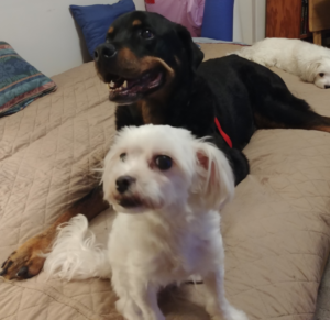 Sophie and Diesel Bedtime
