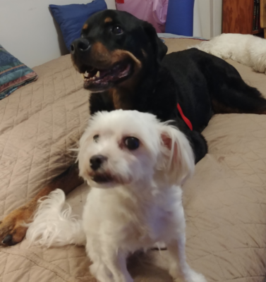 The “Sospice” Concept: Opening Your Heart to End-of-Life Foster Pets