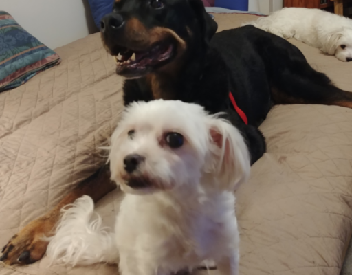 Sophie and Diesel Bedtime