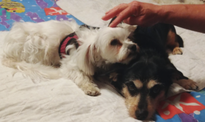 BellenPaws.com - Sophie and Jack on the bed