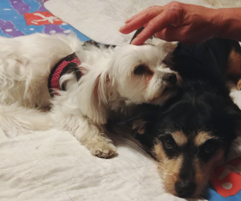 Creating a Senior-Friendly Home Without Remodeling Everything