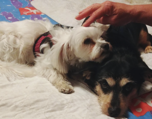 BellenPaws.com - Sophie and Jack on the bed