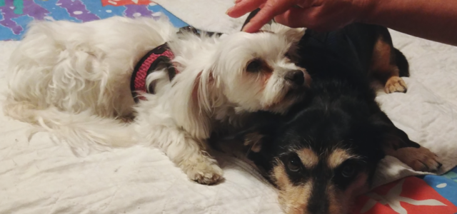 Creating a Senior-Friendly Home Without Remodeling Everything