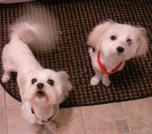 BellenPaws.com - Sophie and Bella