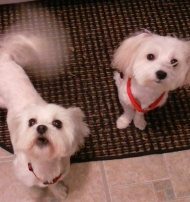 Muscle Loss vs Weight Gain in Aging Dogs