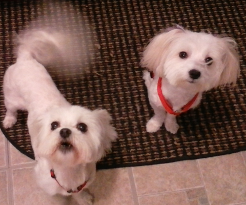 Muscle Loss vs Weight Gain in Aging Dogs