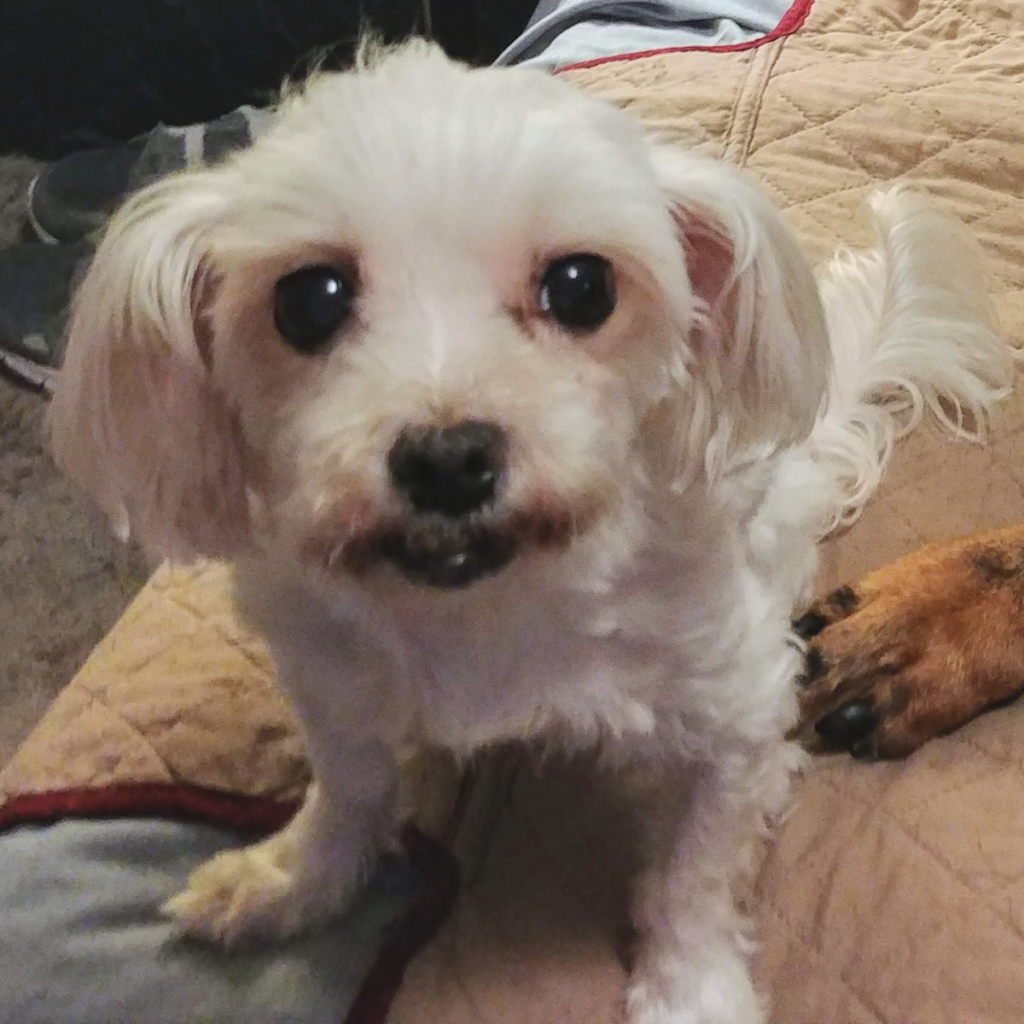Sophie on Bed