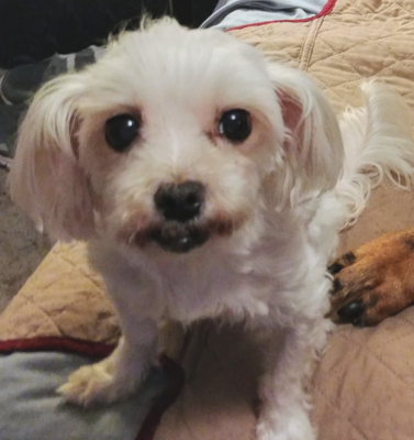 Recognizing Cognitive Dysfunction Syndrome (CDS): Symptoms of “Pet Dementia” in Dogs and Cats