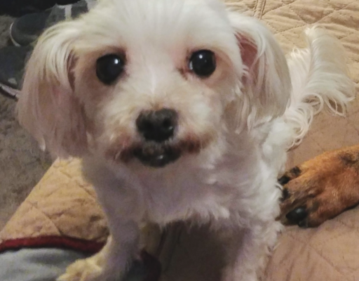 Sophie on Bed