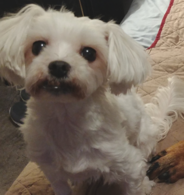 Canine Dental Health: Why Brushing Matters Now More Than Ever