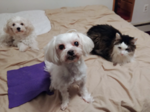 BellenPaws.com - Sophie, Rascal, and Bella