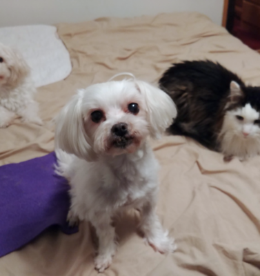 The “Why” Behind the Gray: 5 Life-Changing Reasons to Adopt a Senior Pet Over a Puppy or Kitten