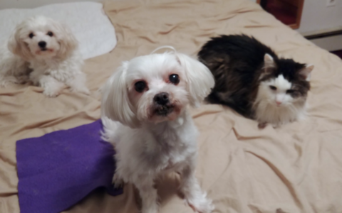 The “Why” Behind the Gray: 5 Life-Changing Reasons to Adopt a Senior Pet Over a Puppy or Kitten