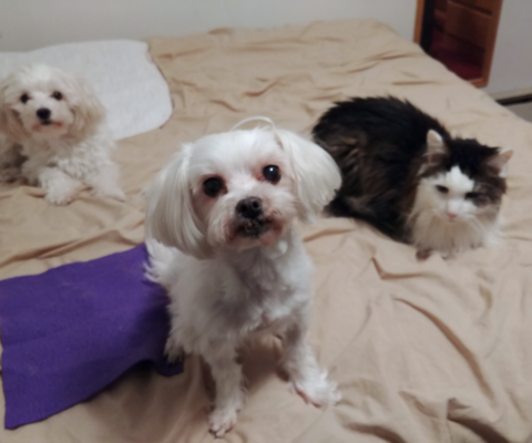 The “Why” Behind the Gray: 5 Life-Changing Reasons to Adopt a Senior Pet Over a Puppy or Kitten