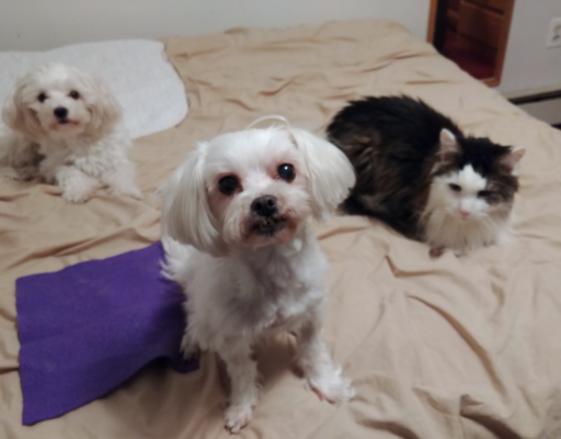 BellenPaws.com - Sophie, Rascal, and Bella