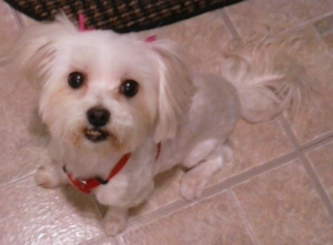 BellenPaws.com - Sophie Sitting Pretty