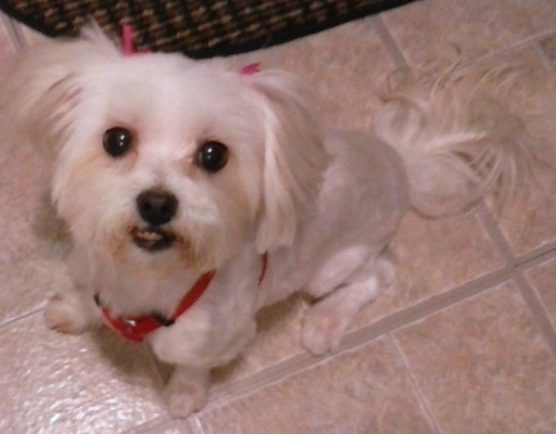 BellenPaws.com - Sophie Sitting Pretty