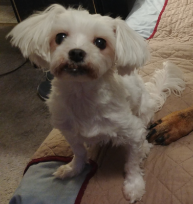 Dental Health in the Golden Years