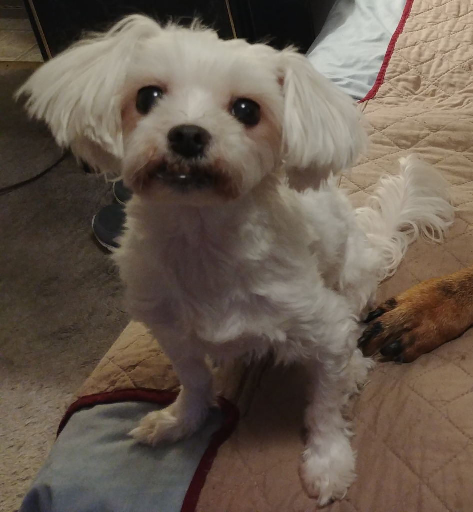 BellenPaws.com - Sophie Smiles