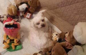 Sophie With Her Stuffed Toys