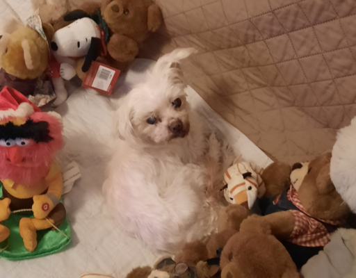 Sophie With Her Stuffed Toys
