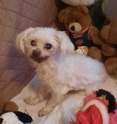 Helping a Shut-Down Rescue Dog Come Out of Their Shell
