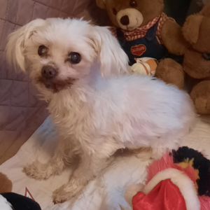 BellenPaws.com - Sophie