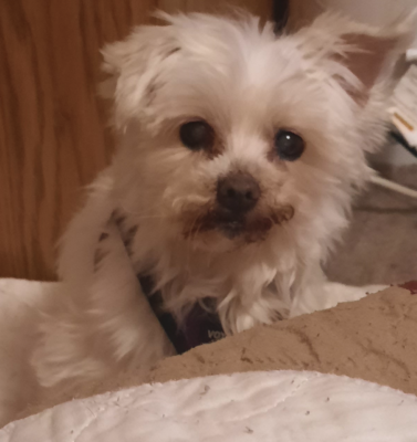 Cognitive Dysfunction in Dogs and How It Mirrors Dementia