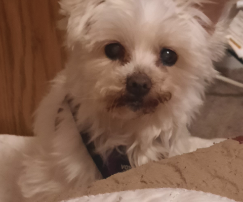 Cognitive Dysfunction in Dogs and How It Mirrors Dementia