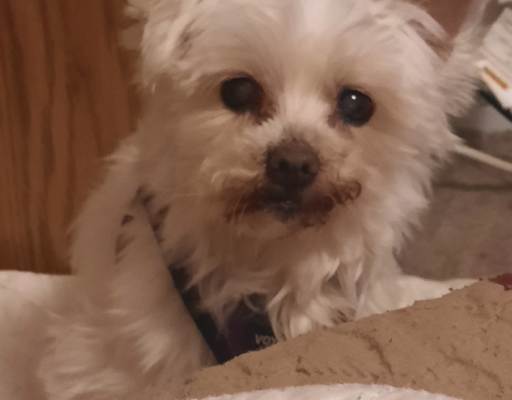 BellenPaws.com - Sophie Curious