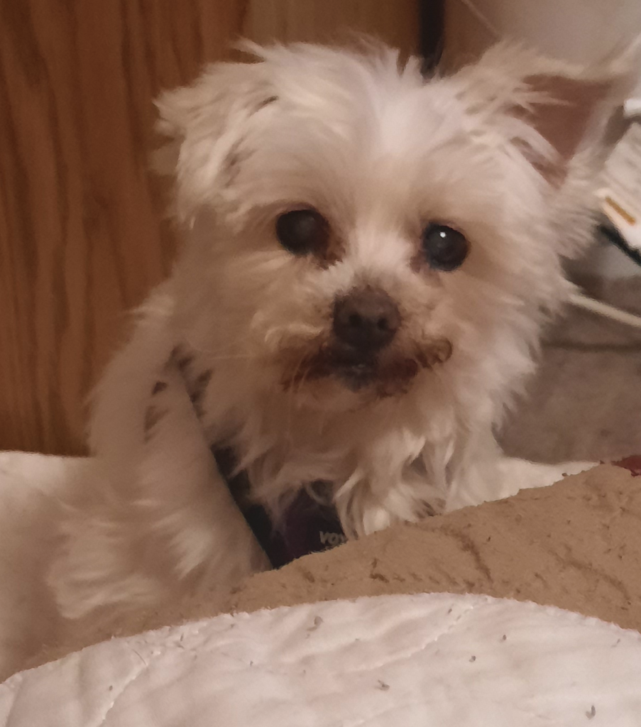 BellenPaws.com - Sophie Curious