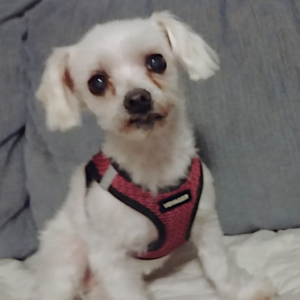 BellenPaws.com - Sophie Perked