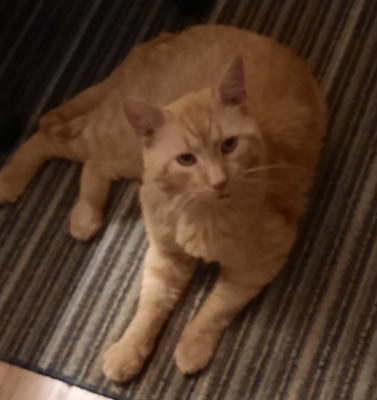 Medicating a Formerly Feral Senior Cat: The Challenges of Treatment and Building Trust