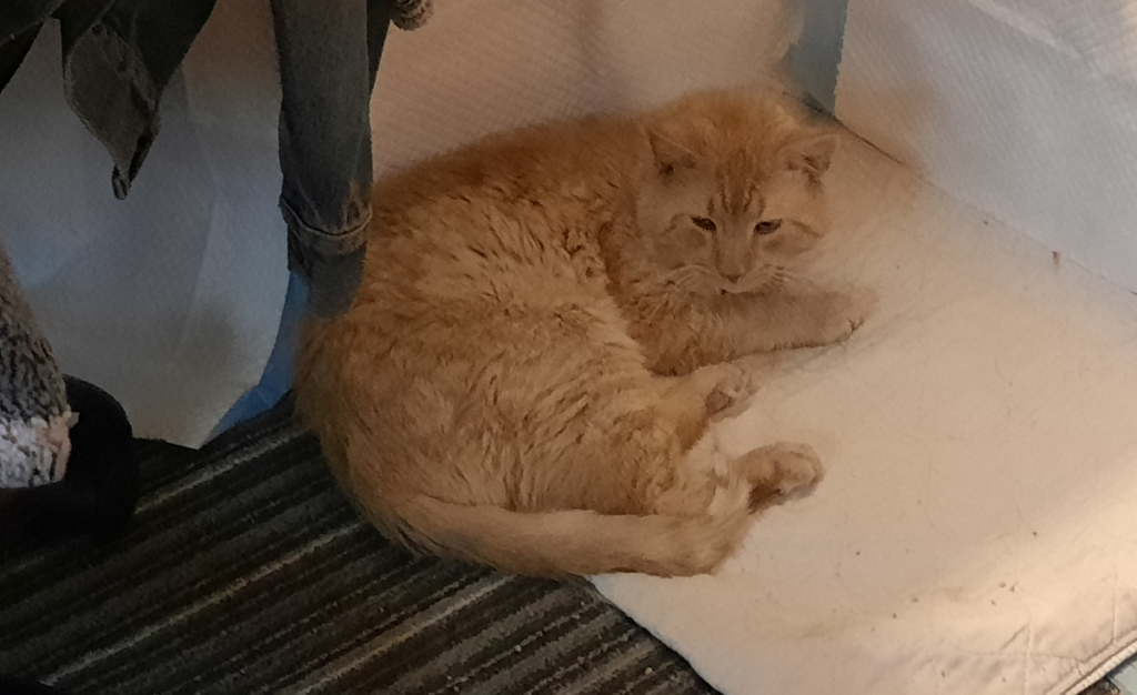 Stanley Puzzled at New Home