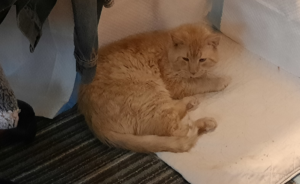 Stanley Puzzled at New Home