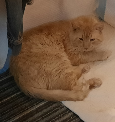 The Ethics of Bringing an Older, Sick Feral Cat Indoors for Hospice