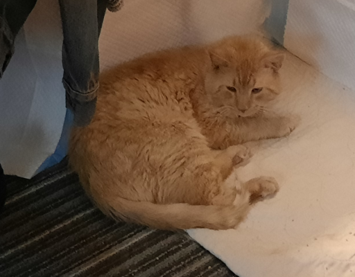 Stanley Puzzled at New Home