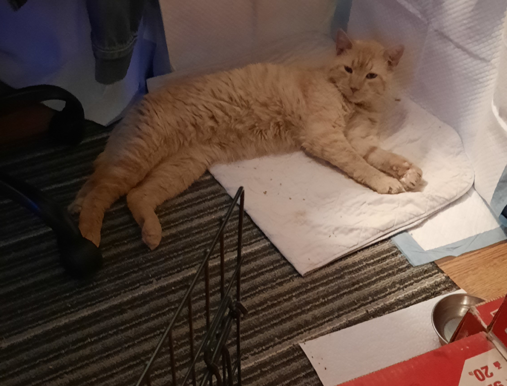 Stanley Relaxing After Transition From Outside to Inside