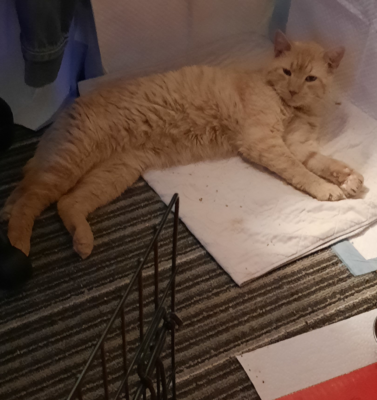 How to Transition an Outdoor Feral Cat to an Indoor Cat