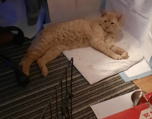 Stanley Relaxing After Transition From Outside to Inside