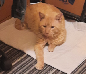 Stanley the Stray Rescue