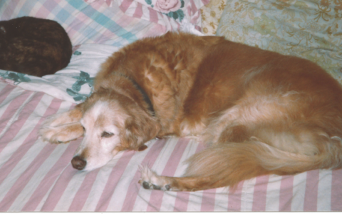 Grief Anticipation and Loving Fully Anyway